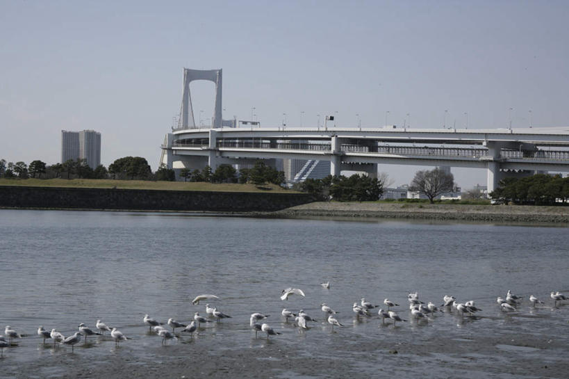 无人,高楼大厦,站,横图,室外,白天,正面,度假,办公楼,草地,草坪,海浪,海洋,美景,植物,城市风光,城市,大桥,大厦,建筑,立交桥,摩天大楼,桥梁,写字楼,海鸟,海鸥,鸟,野生动物,东京,日本,亚洲,许多,飞翔,伸展,张开,展翅,波纹,飞行,翅膀,鸟类,景观,浪花,高架,建筑群,斜拉桥,桥,彩虹大桥,彩虹桥,涟漪,翱翔,注视,娱乐,建设,飞舞,草,树,树木,绿色,白色,水纹,自然,海水,动物,楼宇,波浪,低头,观察,看,站着,享受,休闲,商务楼,景色,放松,可爱,活泼,生长,成长,观看,察看,关注,海景,东亚,张开翅膀,本州,关东地方,本州岛,日本国,东京都,水晕,日本彩虹大桥,遨游,漫游,展开翅膀,大海,风浪,海,海水的波动,近岸浪,涌浪,站立,彩图,全身,大楼,高层建筑,高楼,摩天楼