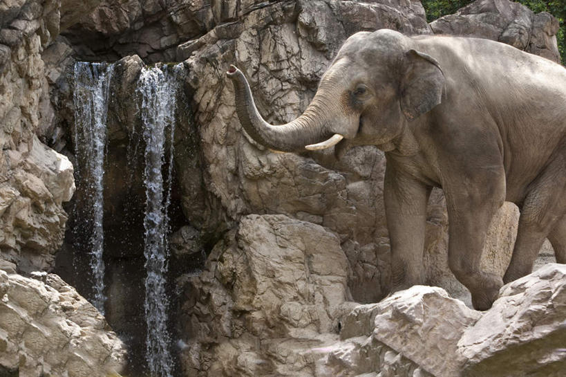 无人,动物园,走,横图,室外,白天,侧面,旅游,度假,礁石,石头,美景,瀑布,水,哺乳动物,大象,野生动物,东京,日本,亚洲,飞溅,溅,石子,液体,景观,水滴,注视,娱乐,水珠,一只,自然,动物,观察,看,享受,休闲,景色,放松,观看,察看,关注,喷洒,自然风光,东亚,本州,关东地方,本州岛,日本国,东京都,跌水,礁,石块,岩石,象,步行,散步,走路,半身,彩图