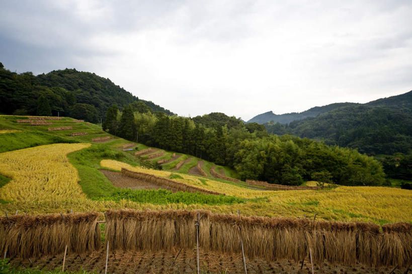 无人,农田,横图,室外,白天,正面,旅游,度假,庄稼,农作物,草地,石头,美景,山,山脉,植物,日本,亚洲,许多,吊挂,悬挂,石子,景观,山顶,山峰,云,云朵,干草,山峦,千叶县,云彩,娱乐,草,树,树木,蓝色,绿色,白云,蓝天,天空,自然,群山,天,享受,休闲,景色,放松,生长,晴朗,成长,自然风光,东亚,沉积岩,本州,关东地方,本州岛,日本国,千叶,颠峰,极峰,水成岩,石块,岩石,晴空,彩图,耕地,庄稼田