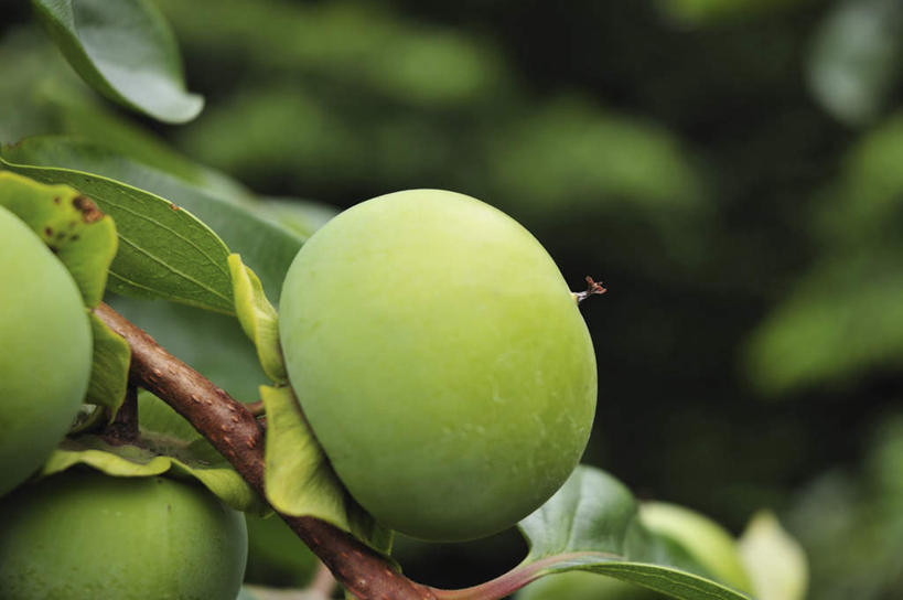 无人,横图,室外,特写,白天,正面,旅游,度假,美景,柿子,水果,叶子,日本,亚洲,朦胧,模糊,新鲜,景观,生食,食品,果实,绿叶,千叶县,娱乐,食物,三个,绿色,自然,享受,休闲,嫩叶,景色,放松,有机食品,绿色食品,自然风光,东亚,本州,关东地方,本州岛,日本国,千叶,叶,叶片,彩图