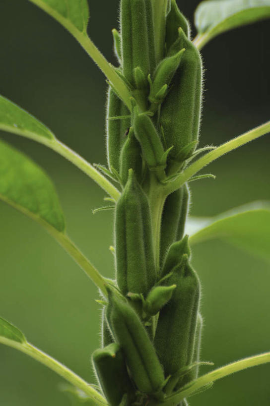 无人,竖图,室外,特写,白天,正面,旅游,度假,美景,蔬菜,叶子,日本,亚洲,朦胧,模糊,新鲜,景观,芝麻,食品,绿叶,千叶县,娱乐,食物,绿色,自然,享受,休闲,嫩叶,景色,放松,有机食品,绿色食品,自然风光,东亚,本州,关东地方,本州岛,日本国,脂麻,胡麻,白麻,巨胜子,油麻,千叶,叶,叶片,彩图