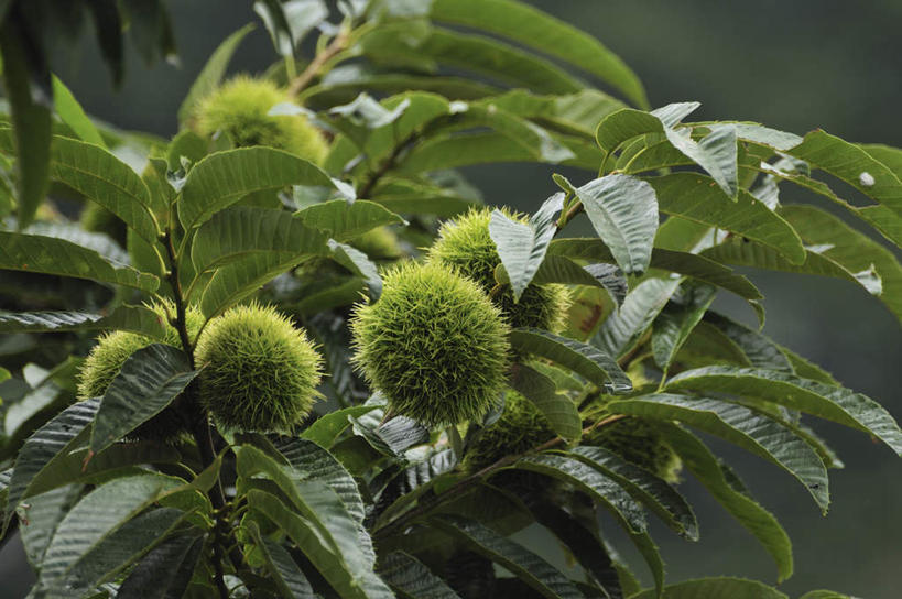 无人,横图,俯视,室外,特写,白天,旅游,度假,美景,叶子,日本,亚洲,许多,朦胧,模糊,景观,板栗,栗子,坚果,绿叶,毛栗子,千叶县,娱乐,绿色,自然,享受,休闲,嫩叶,景色,放松,自然风光,东亚,本州,关东地方,本州岛,日本国,千叶,毛栗,栗果,栗楔,叶,叶片,彩图,高角度拍摄