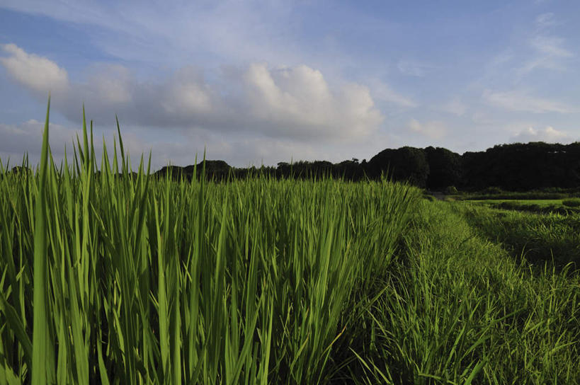 无人,农田,横图,室外,白天,正面,旅游,度假,农业,庄稼,农作物,美景,树林,植物,日本,亚洲,丰收,稻田,景观,云,云朵,千叶县,云彩,娱乐,树,树木,蓝色,绿色,白云,蓝天,天空,自然,天,享受,休闲,景色,放松,生长,收获,晴朗,成长,自然风光,东亚,本州,关东地方,本州岛,日本国,千叶,晴空,彩图,耕地,庄稼田