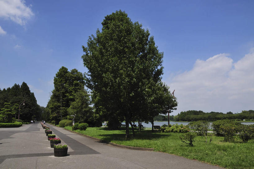 无人,横图,室外,白天,正面,旅游,度假,草地,湖,湖泊,美景,水,植物,道路,路,东京,日本,亚洲,湖面,景观,水流,水面,云,云朵,小路,交通,云彩,娱乐,草,树,树木,蓝色,绿色,白云,蓝天,天空,自然,湖水,天,享受,休闲,景色,放松,生长,晴朗,成长,自然风光,东亚,本州,关东地方,本州岛,日本国,东京都,水元公园,葛饰区,晴空,彩图