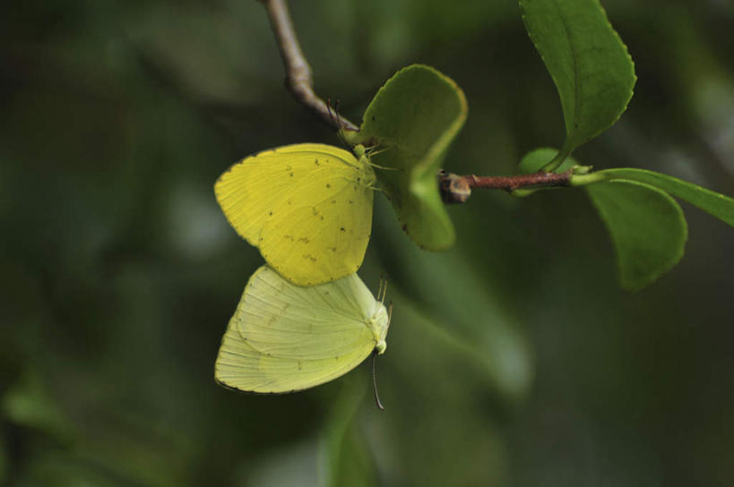 无人,横图,室外,特写,白天,侧面,旅游,度假,美景,蝴蝶,叶子,日本,亚洲,许多,朦胧,模糊,昆虫,景观,绿叶,千叶县,娱乐,黄色,自然,动物,两只,享受,休闲,嫩叶,景色,放松,自然风光,交配,益虫,东亚,本州,关东地方,本州岛,日本国,千叶,叶,叶片,彩图,全身