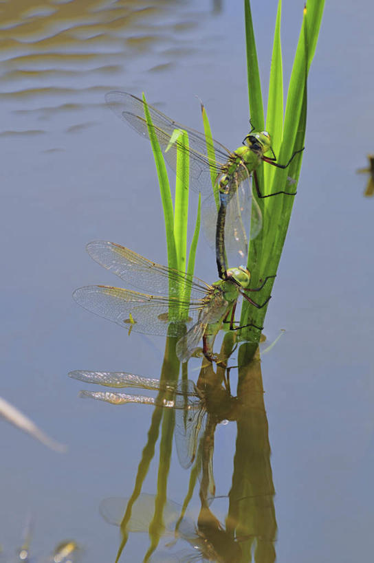 无人,竖图,俯视,室外,白天,旅游,度假,湖,湖泊,美景,水,东京,日本,亚洲,平静,蜻蜓,昆虫,湖面,景观,水流,水面,水草,娱乐,绿色,自然,动物,湖水,两只,享受,休闲,景色,放松,自然风光,交配,益虫,东亚,本州,关东地方,本州岛,日本国,东京都,彩图,高角度拍摄,全身