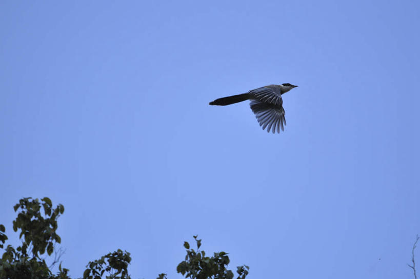 无人,横图,室外,白天,仰视,旅游,度假,美景,植物,鸟,喜鹊,日本,亚洲,飞翔,伸展,张开,展翅,飞行,翅膀,鸟类,景观,千叶县,翱翔,注视,娱乐,飞舞,树,树木,一只,蓝色,绿色,白色,黑色,蓝天,天空,自然,天,观察,看,享受,休闲,景色,放松,生长,晴朗,成长,观看,察看,关注,自然风光,东亚,张开翅膀,本州,万里无云,关东地方,本州岛,日本国,千叶,遨游,漫游,长尾巴郎,灰喜鹊,蓝膀香鹊,鸢喜鹊,展开翅膀,晴空,晴空万里,彩图,低角度拍摄,全身
