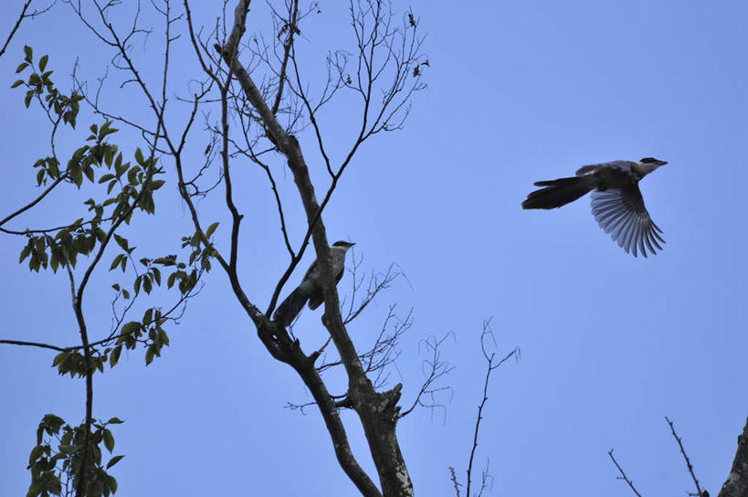 无人,横图,室外,白天,仰视,旅游,度假,美景,植物,鸟,喜鹊,日本,亚洲,飞翔,伸展,张开,展翅,飞行,翅膀,鸟类,景观,千叶县,翱翔,注视,娱乐,飞舞,树,树木,一只,蓝色,绿色,白色,黑色,蓝天,天空,自然,天,观察,看,享受,休闲,景色,放松,生长,晴朗,成长,观看,察看,关注,自然风光,东亚,张开翅膀,本州,万里无云,关东地方,本州岛,日本国,千叶,遨游,漫游,长尾巴郎,灰喜鹊,蓝膀香鹊,鸢喜鹊,展开翅膀,晴空,晴空万里,彩图,低角度拍摄,全身