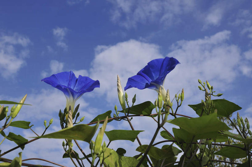 无人,横图,室外,特写,白天,仰视,爱情,旅游,度假,美景,喇叭花,叶子,日本,亚洲,盛开,景观,云,云朵,绿叶,千叶县,花蕾,云彩,娱乐,花,花瓣,花朵,鲜花,两朵,蓝色,白云,蓝天,天空,自然,天,花苞,花蕊,享受,休闲,嫩叶,景色,放松,晴朗,虚幻,自然风光,东亚,本州,关东地方,本州岛,日本国,永恒,牵牛,牵牛子,勤娘子,碧冬茄,朝颜花,灵芝牡丹,千叶,冷静,牵牛花,叶,叶片,晴空,彩图,低角度拍摄