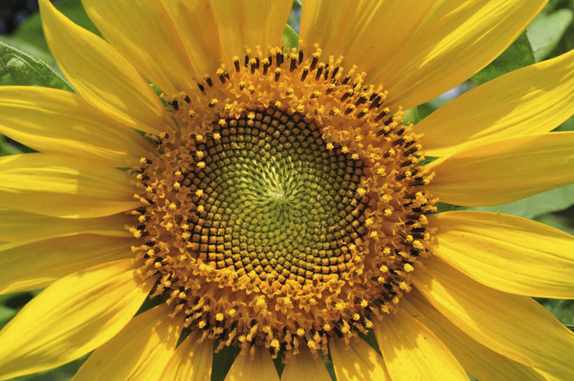 无人,横图,俯视,室外,特写,白天,爱情,旅游,度假,幸福,美景,太阳,向日葵,叶子,日本,亚洲,阴影,盛开,光线,影子,景观,绿叶,千叶县,花蕾,娱乐,花,花瓣,花朵,鲜花,一朵,黄色,阳光,自然,花苞,花蕊,享受,休闲,嫩叶,景色,放松,自然风光,光辉,东亚,沉默,忠诚,本州,关东地方,本州岛,日本国,勇敢,千叶,投缘,爱慕,高傲,朝阳花,葵花,望日莲,向阳花,转日莲,叶,叶片,彩图,高角度拍摄