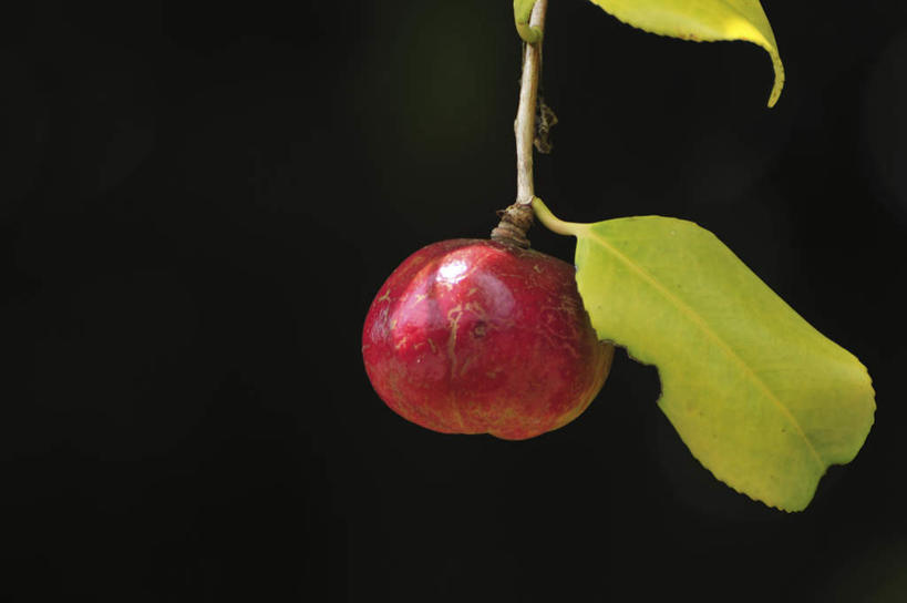 无人,横图,室外,特写,白天,正面,旅游,度假,美景,山茶花,叶子,日本,亚洲,朦胧,模糊,景观,果实,绿叶,千叶县,娱乐,一个,红色,自然,享受,休闲,嫩叶,景色,放松,单个,自然风光,东亚,本州,关东地方,本州岛,日本国,玉茗花,耐冬,海石榴,千叶,茶花,叶,叶片,彩图
