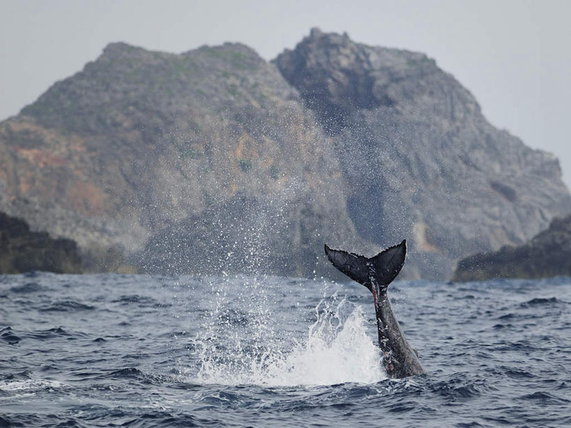 无人,横图,室外,白天,正面,旅游,度假,海浪,海洋,石头,美景,山,山脉,哺乳动物,鲸鱼,东京,日本,亚洲,波纹,石子,景观,浪花,山顶,山峰,涟漪,山峦,娱乐,海洋生物,一只,蓝色,蓝天,水纹,天空,自然,海水,动物,波浪,群山,天,享受,休闲,景色,放松,击打,鲸,座头鲸,晴朗,自然风光,水生动物,水生物,海景,东亚,海底动物,沉积岩,本州,万里无云,关东地方,本州岛,日本国,东京都,水晕,鲸类,大翅鲸,巨臂鲸,锯臂鲸,驼背鲸,颠峰,极峰,水成岩,大海,风浪,海,海水的波动,近岸浪,石块,岩石,涌浪,晴空,晴空万里,半身,彩图