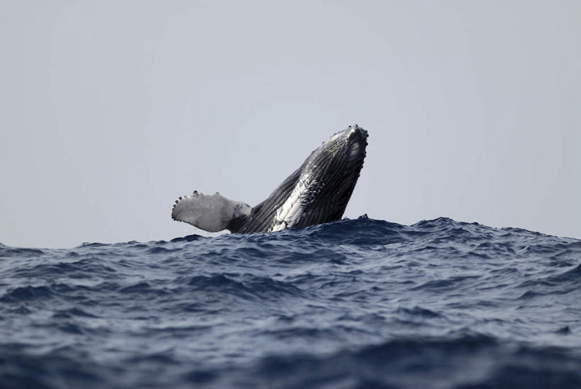 无人,横图,室外,白天,正面,旅游,度假,海浪,海洋,美景,哺乳动物,鲸鱼,东京,日本,亚洲,波纹,景观,浪花,水平线,辽阔,海平线,涟漪,娱乐,海洋生物,一只,蓝色,蓝天,水纹,天空,自然,海水,动物,波浪,天,享受,休闲,广阔,景色,放松,击打,鲸,座头鲸,晴朗,一望无际,自然风光,水生动物,水生物,海景,东亚,海底动物,本州,万里无云,关东地方,本州岛,日本国,东京都,水晕,鲸类,大翅鲸,巨臂鲸,锯臂鲸,驼背鲸,无边无际,一马平川,大海,风浪,海,海水的波动,近岸浪,涌浪,晴空,晴空万里,半身,彩图,水天相接,水天一线