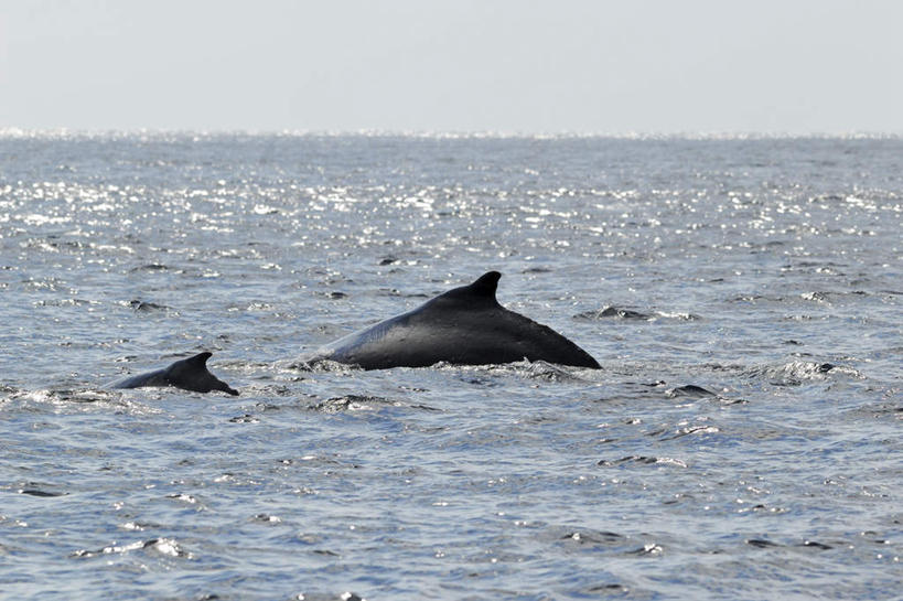 无人,横图,室外,白天,正面,旅游,度假,海浪,海洋,美景,哺乳动物,鲸鱼,东京,日本,亚洲,波纹,景观,浪花,水平线,辽阔,海平线,涟漪,娱乐,海洋生物,一只,蓝色,蓝天,水纹,天空,自然,海水,动物,波浪,天,享受,休闲,广阔,景色,放松,击打,鲸,座头鲸,晴朗,一望无际,自然风光,水生动物,水生物,海景,东亚,海底动物,本州,万里无云,关东地方,本州岛,日本国,东京都,水晕,鲸类,大翅鲸,巨臂鲸,锯臂鲸,驼背鲸,无边无际,一马平川,大海,风浪,海,海水的波动,近岸浪,涌浪,晴空,晴空万里,半身,彩图,水天相接,水天一线