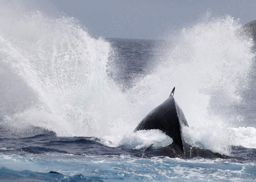 无人,横图,室外,白天,旅游,度假,海浪,海洋,石头,美景,山,山脉,哺乳动物,鲸鱼,东京,日本,亚洲,波纹,石子,景观,浪花,山顶,山峰,水平线,辽阔,海平线,涟漪,山峦,娱乐,海洋生物,一只,背面,水纹,自然,海水,动物,波浪,群山,享受,休闲,广阔,景色,放松,击打,鲸,座头鲸,一望无际,自然风光,水生动物,水生物,海景,东亚,海底动物,沉积岩,本州,关东地方,本州岛,日本国,东京都,水晕,鲸类,大翅鲸,巨臂鲸,锯臂鲸,驼背鲸,无边无际,一马平川,颠峰,极峰,水成岩,大海,风浪,海,海水的波动,近岸浪,石块,岩石,涌浪,半身,彩图,水天相接,水天一线