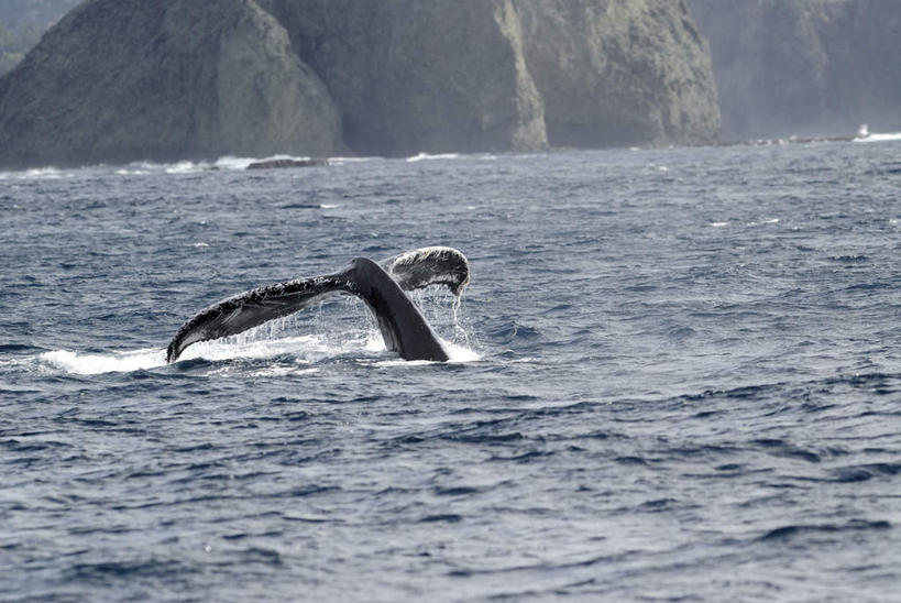 无人,横图,室外,白天,正面,旅游,度假,海浪,海洋,石头,美景,山,山脉,哺乳动物,鲸鱼,东京,日本,亚洲,波纹,石子,景观,浪花,山顶,山峰,涟漪,山峦,娱乐,海洋生物,一只,水纹,自然,海水,动物,波浪,群山,享受,休闲,景色,放松,击打,鲸,座头鲸,自然风光,水生动物,水生物,海景,东亚,海底动物,沉积岩,本州,关东地方,本州岛,日本国,东京都,水晕,鲸类,大翅鲸,巨臂鲸,锯臂鲸,驼背鲸,颠峰,极峰,水成岩,大海,风浪,海,海水的波动,近岸浪,石块,岩石,涌浪,半身,彩图