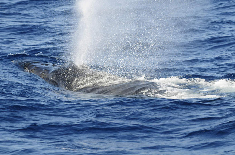 无人,横图,俯视,室外,白天,旅游,度假,海浪,海洋,石头,美景,山,山脉,哺乳动物,鲸鱼,东京,日本,亚洲,波纹,石子,景观,浪花,山顶,山峰,涟漪,山峦,娱乐,海洋生物,一只,水纹,自然,海水,动物,波浪,群山,享受,休闲,景色,放松,击打,鲸,座头鲸,自然风光,水生动物,水生物,海景,东亚,海底动物,沉积岩,本州,关东地方,本州岛,日本国,东京都,水晕,鲸类,大翅鲸,巨臂鲸,锯臂鲸,驼背鲸,颠峰,极峰,水成岩,大海,风浪,海,海水的波动,近岸浪,石块,岩石,涌浪,半身,彩图,高角度拍摄