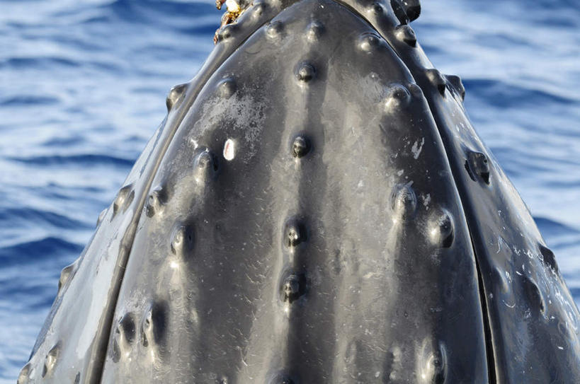 无人,横图,俯视,室外,特写,白天,旅游,度假,海浪,海洋,美景,哺乳动物,鲸鱼,东京,日本,亚洲,波纹,景观,浪花,涟漪,娱乐,海洋生物,一只,水纹,自然,海水,动物,波浪,享受,休闲,景色,放松,击打,鲸,座头鲸,自然风光,水生动物,水生物,海景,东亚,海底动物,本州,关东地方,本州岛,日本国,东京都,水晕,鲸类,大翅鲸,巨臂鲸,锯臂鲸,驼背鲸,大海,风浪,海,海水的波动,近岸浪,涌浪,半身,彩图,高角度拍摄