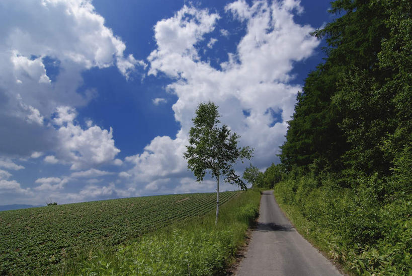无人,农田,横图,室外,白天,正面,旅游,度假,庄稼,农作物,草地,草坪,美景,植物,道路,路,蔬菜,北海道,日本,亚洲,一堆,阴影,堆叠,堆积,新鲜,光线,影子,景观,云,云朵,小路,食品,交通,云彩,娱乐,草,树,树木,食物,蓝色,绿色,白云,蓝天,天空,阳光,自然,天,享受,休闲,景色,放松,有机食品,绿色食品,乡间小路,生长,成长,堆,自然风光,东亚,日本国,北海道地方,北海道岛,彩图,耕地,庄稼田