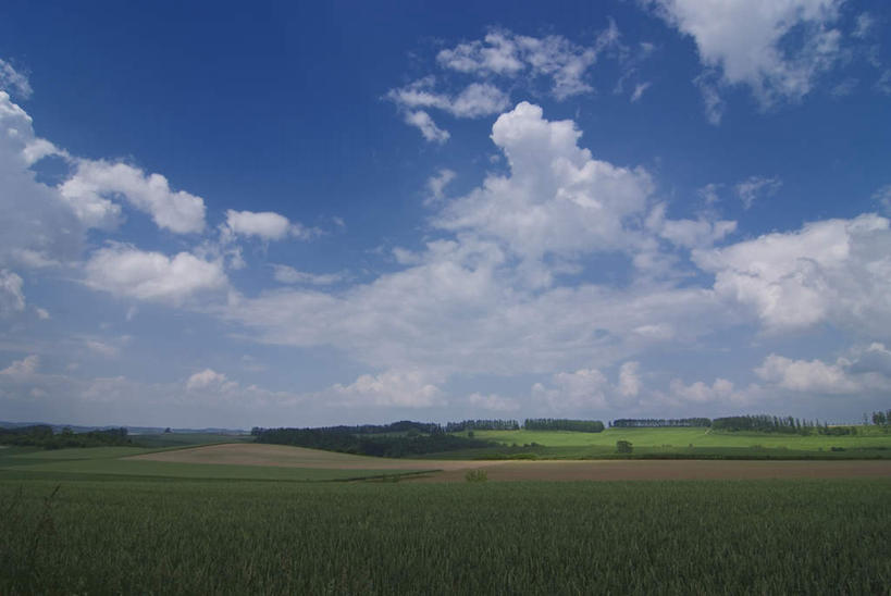 无人,农田,横图,室外,白天,正面,旅游,度假,庄稼,农作物,草地,草坪,美景,植物,蔬菜,北海道,日本,亚洲,一堆,阴影,堆叠,堆积,新鲜,光线,影子,景观,云,云朵,食品,云彩,娱乐,草,树,树木,食物,蓝色,绿色,白云,蓝天,天空,阳光,自然,天,享受,休闲,景色,放松,有机食品,绿色食品,生长,成长,堆,自然风光,东亚,日本国,北海道地方,北海道岛,彩图,耕地,庄稼田