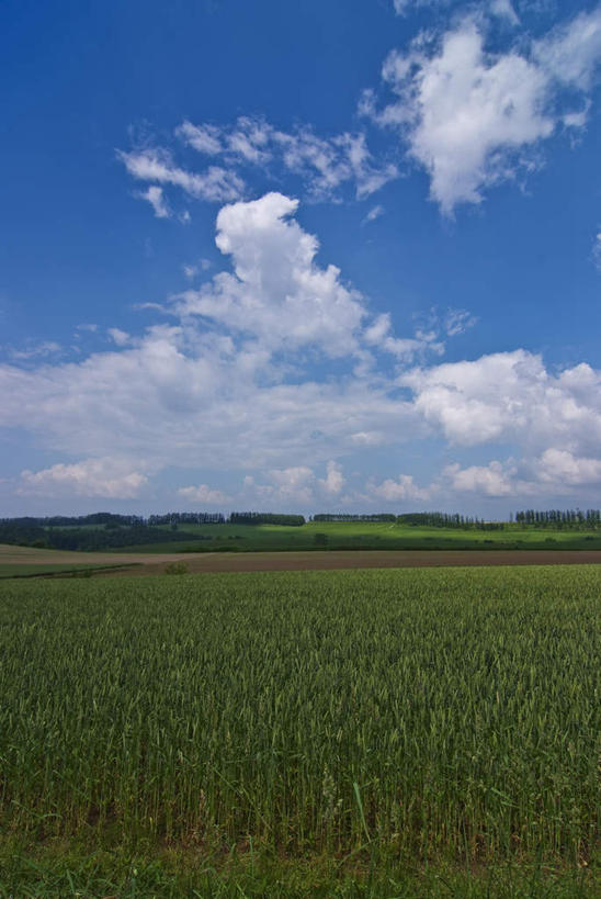 无人,农田,竖图,室外,白天,正面,旅游,度假,庄稼,农作物,草地,草坪,美景,植物,蔬菜,北海道,日本,亚洲,阴影,新鲜,光线,影子,地平线,景观,辽阔,食品,地面,娱乐,草,树,树木,食物,绿色,阳光,自然,享受,休闲,广阔,景色,放松,有机食品,绿色食品,生长,成长,一望无际,自然风光,延伸,东亚,日本国,天地相交,北海道地方,北海道岛,无边无际,一马平川,彩图,耕地,庄稼田