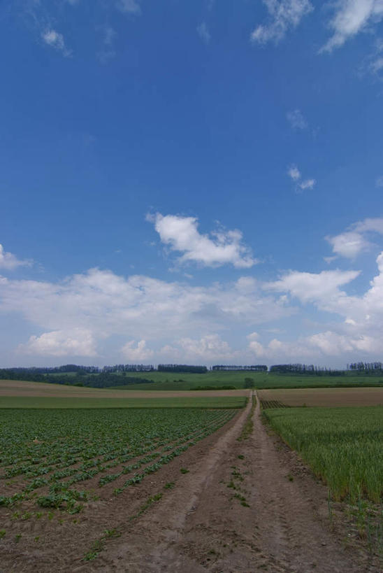无人,农田,竖图,室外,白天,正面,旅游,度假,庄稼,农作物,草地,草坪,美景,植物,道路,路,蔬菜,北海道,日本,亚洲,阴影,新鲜,光线,影子,地平线,景观,小路,辽阔,食品,地面,交通,娱乐,草,树,树木,食物,绿色,阳光,自然,享受,休闲,广阔,景色,放松,有机食品,绿色食品,乡间小路,生长,成长,一望无际,自然风光,延伸,东亚,日本国,天地相交,北海道地方,北海道岛,无边无际,一马平川,彩图,耕地,庄稼田