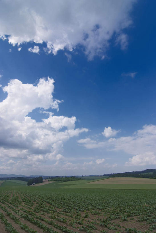 无人,农田,竖图,室外,白天,正面,旅游,度假,庄稼,农作物,草地,草坪,美景,植物,道路,路,蔬菜,北海道,日本,亚洲,阴影,新鲜,光线,影子,地平线,景观,小路,辽阔,食品,地面,交通,娱乐,草,树,树木,食物,绿色,阳光,自然,享受,休闲,广阔,景色,放松,有机食品,绿色食品,乡间小路,生长,成长,一望无际,自然风光,延伸,东亚,日本国,天地相交,北海道地方,北海道岛,无边无际,一马平川,彩图,耕地,庄稼田