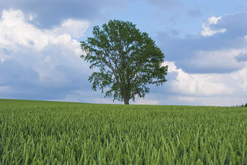 无人,农田,横图,室外,白天,正面,旅游,度假,庄稼,农作物,草地,草坪,美景,植物,北海道,日本,亚洲,一堆,阴影,堆叠,堆积,光线,影子,地平线,景观,云,云朵,辽阔,地面,云彩,娱乐,草,树,树木,蓝色,绿色,白云,蓝天,天空,阳光,自然,天,享受,休闲,广阔,景色,放松,遮,遮掩,生长,成长,堆,一望无际,掩盖,遮挡,自然风光,延伸,东亚,遮盖,日本国,天地相交,北海道地方,北海道岛,掩饰,无边无际,一马平川,彩图,耕地,庄稼田