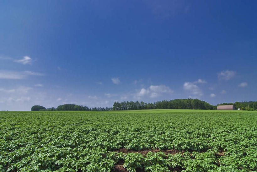 无人,家,农田,横图,俯视,室外,白天,旅游,度假,庄稼,农作物,草地,草坪,美景,植物,蔬菜,北海道,日本,亚洲,一堆,一排,阴影,堆叠,堆积,新鲜,整齐,光线,影子,房屋,屋子,草屋,景观,云,云朵,食品,云彩,娱乐,住宅,草,树,树木,食物,排列,蓝色,绿色,白云,蓝天,天空,阳光,自然,茅草屋,天,享受,休闲,景色,放松,有机食品,绿色食品,生长,成长,堆,队列,自然风光,东亚,日本国,北海道地方,北海道岛,彩图,高角度拍摄,耕地,庄稼田,房子,茅舍,茅屋,小屋