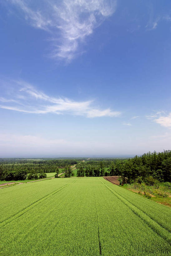 无人,农田,竖图,室外,白天,正面,旅游,度假,庄稼,农作物,草地,草坪,美景,植物,道路,路,北海道,日本,亚洲,阴影,光线,影子,景观,云,云朵,小路,交通,云彩,娱乐,草,树,树木,蓝色,绿色,白云,蓝天,天空,阳光,自然,天,享受,休闲,景色,放松,乡间小路,生长,成长,自然风光,东亚,日本国,北海道地方,北海道岛,彩图,耕地,庄稼田