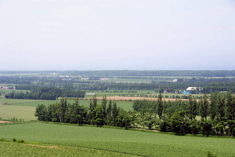无人,家,农田,横图,俯视,室外,白天,旅游,度假,庄稼,农作物,草地,草坪,美景,植物,道路,路,北海道,日本,亚洲,阴影,光线,影子,房屋,屋子,景观,云,云朵,小路,交通,云彩,娱乐,楼房,住宅,草,树,树木,蓝色,绿色,白云,蓝天,天空,阳光,自然,天,享受,休闲,景色,放松,乡间小路,生长,成长,自然风光,东亚,日本国,北海道地方,北海道岛,彩图,高角度拍摄,耕地,庄稼田,房子