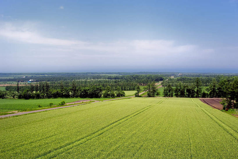 无人,家,农田,横图,俯视,室外,白天,旅游,度假,庄稼,农作物,草地,草坪,美景,植物,北海道,日本,亚洲,阴影,光线,影子,房屋,屋子,景观,云,云朵,云彩,娱乐,楼房,住宅,草,树,树木,蓝色,绿色,白云,蓝天,天空,阳光,自然,天,享受,休闲,景色,放松,生长,成长,自然风光,东亚,日本国,北海道地方,北海道岛,彩图,高角度拍摄,耕地,庄稼田,房子