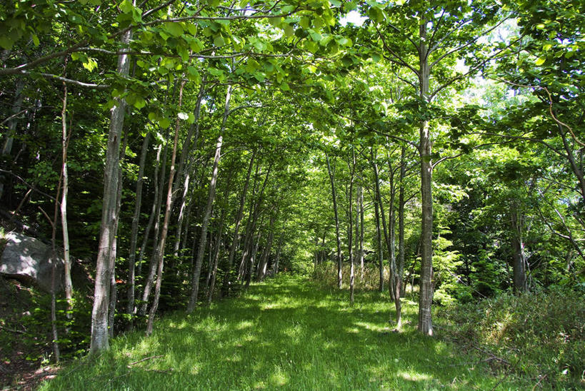 无人,横图,室外,白天,正面,旅游,度假,草地,草坪,美景,植物,道路,路,北海道,日本,亚洲,阴影,光线,影子,景观,小路,交通,娱乐,草,树,树木,绿色,阳光,自然,享受,休闲,景色,放松,乡间小路,生长,成长,自然风光,东亚,日本国,北海道地方,北海道岛,彩图