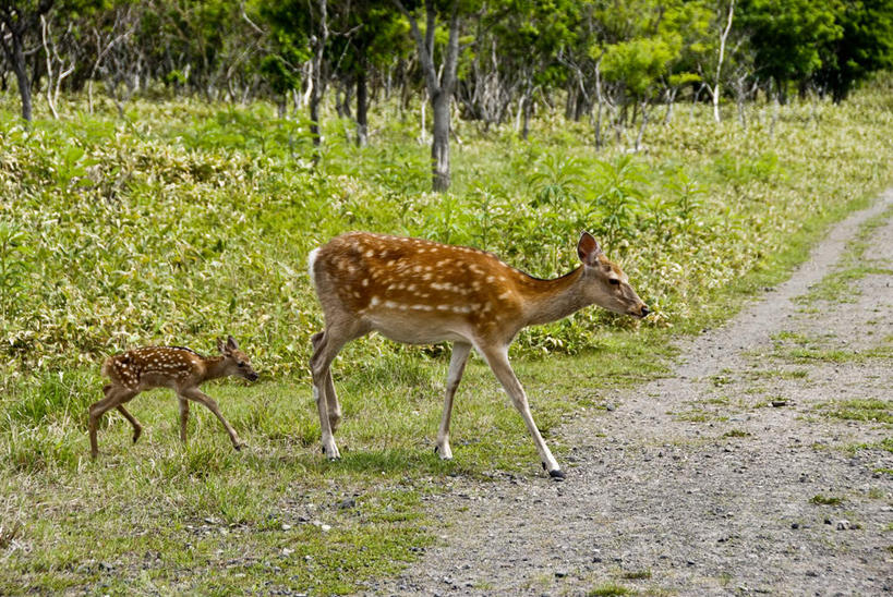 无人,站,横图,室外,白天,侧面,旅游,度假,草地,草坪,美景,植物,哺乳动物,鹿,野生动物,阴影,花纹,光线,图案,影子,景观,注视,娱乐,草,树,树木,绿色,阳光,自然,动物,观察,看,站着,两只,享受,休闲,景色,放松,可爱,活泼,生长,成长,观看,察看,关注,自然风光,站立,彩图,全身