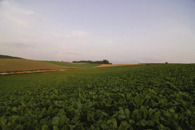 无人,农田,横图,室外,白天,正面,旅游,度假,庄稼,农作物,草地,草坪,美景,日落,植物,蔬菜,北海道,日本,亚洲,阴影,新鲜,光线,影子,景观,晚霞,霞光,云,云朵,落日,食品,云彩,娱乐,草,树,树木,食物,蓝色,绿色,白云,蓝天,天空,阳光,自然,黄昏,天,享受,休闲,景色,彩霞,放松,有机食品,绿色食品,生长,成长,自然风光,东亚,日本国,北海道地方,北海道岛,夕照,夕阳,彩图,耕地,庄稼田,斜阳