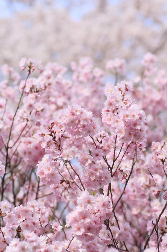 无人,竖图,室外,白天,正面,旅游,度假,美景,植物,樱花,长野县,日本,亚洲,阴影,朦胧,模糊,盛开,光线,影子,景观,花蕾,娱乐,花,花瓣,花朵,鲜花,树,树木,粉色,绿色,阳光,自然,花苞,花蕊,享受,休闲,景色,放松,生长,成长,自然风光,东亚,本州,本州岛,日本国,中部地方,长野,仙樱花,福岛樱,青肤樱,荆桃,彩图