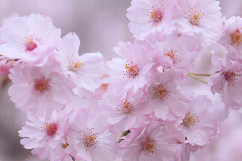 无人,横图,室外,特写,白天,正面,旅游,度假,美景,植物,樱花,长野县,日本,亚洲,阴影,朦胧,模糊,盛开,光线,影子,景观,花蕾,娱乐,花,花瓣,花朵,鲜花,树,树木,粉色,绿色,阳光,自然,花苞,花蕊,享受,休闲,景色,放松,生长,成长,自然风光,东亚,本州,本州岛,日本国,中部地方,长野,仙樱花,福岛樱,青肤樱,荆桃,彩图