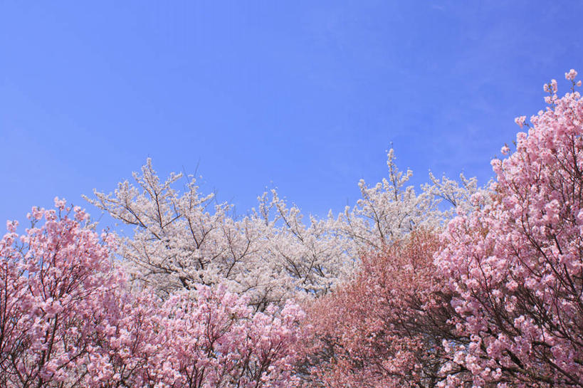 无人,横图,室外,白天,仰视,旅游,度假,美景,植物,樱花,长野县,日本,亚洲,阴影,朦胧,模糊,盛开,光线,影子,景观,花蕾,娱乐,花,花瓣,花朵,鲜花,树,树木,粉色,蓝色,绿色,蓝天,天空,阳光,自然,天,花苞,花蕊,享受,休闲,景色,放松,生长,成长,自然风光,东亚,本州,本州岛,日本国,中部地方,长野,仙樱花,福岛樱,青肤樱,荆桃,彩图,低角度拍摄