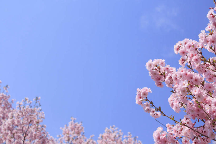 无人,横图,室外,白天,仰视,旅游,度假,美景,植物,樱花,长野县,日本,亚洲,阴影,朦胧,模糊,盛开,光线,影子,景观,云,云朵,花蕾,云彩,娱乐,花,花瓣,花朵,鲜花,树,树木,粉色,蓝色,绿色,白云,蓝天,天空,阳光,自然,天,花苞,花蕊,享受,休闲,景色,放松,生长,成长,自然风光,东亚,本州,本州岛,日本国,中部地方,长野,仙樱花,福岛樱,青肤樱,荆桃,彩图,低角度拍摄