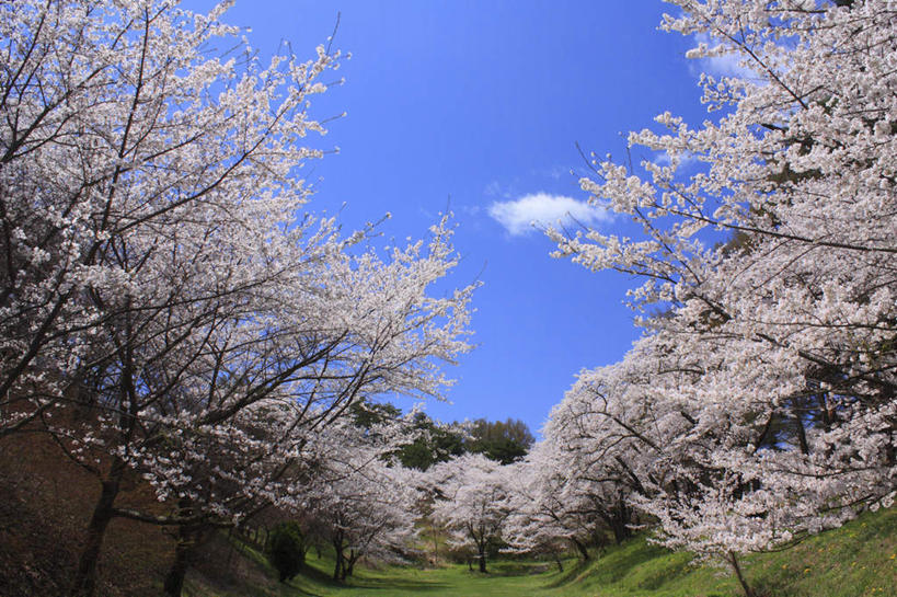 无人,横图,室外,白天,广角镜头,鱼眼镜头,仰视,旅游,度假,草地,草坪,美景,植物,樱花,长野县,日本,亚洲,阴影,盛开,光线,影子,景观,云,云朵,花蕾,云彩,娱乐,草,花,花瓣,花朵,鲜花,树,树木,粉色,蓝色,绿色,白云,蓝天,天空,阳光,自然,天,花苞,花蕊,享受,休闲,景色,放松,生长,成长,自然风光,东亚,本州,本州岛,日本国,中部地方,长野,仙樱花,福岛樱,青肤樱,荆桃,彩图,低角度拍摄