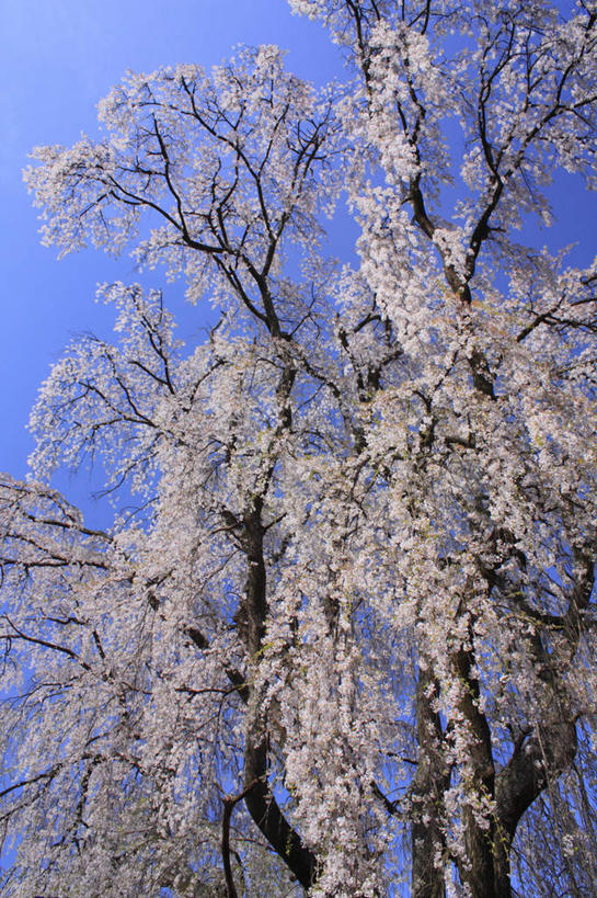 无人,竖图,室外,白天,仰视,旅游,度假,草地,草坪,美景,植物,樱花,长野县,日本,亚洲,阴影,盛开,光线,影子,景观,花蕾,娱乐,草,花,花瓣,花朵,鲜花,树,树木,粉色,绿色,阳光,自然,花苞,花蕊,享受,休闲,景色,放松,生长,成长,自然风光,东亚,本州,本州岛,日本国,中部地方,长野,仙樱花,福岛樱,青肤樱,荆桃,彩图,低角度拍摄