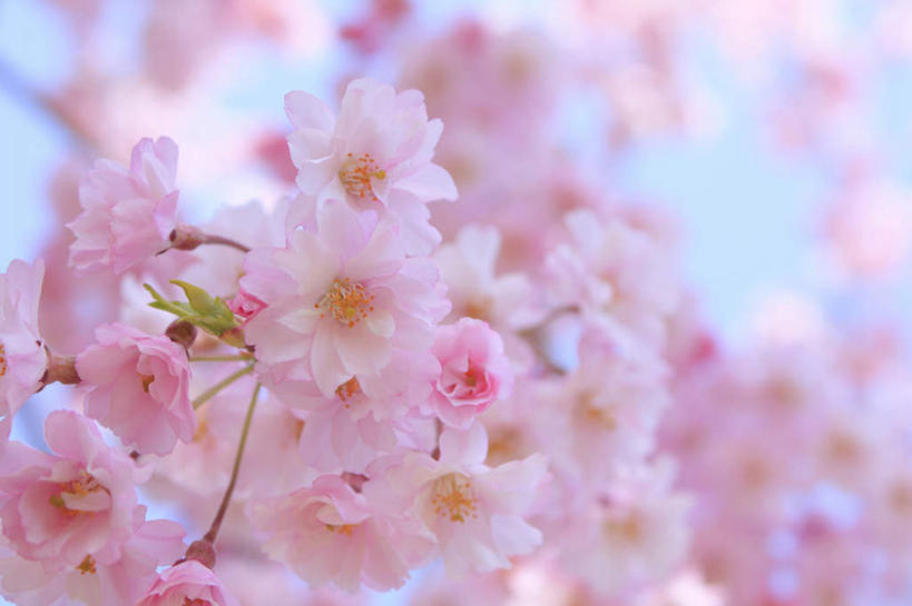 无人,横图,俯视,室外,特写,白天,旅游,度假,美景,植物,樱花,长野县,日本,亚洲,阴影,朦胧,模糊,盛开,光线,影子,景观,花蕾,娱乐,花,花瓣,花朵,鲜花,树,树木,粉色,绿色,阳光,自然,花苞,花蕊,享受,休闲,景色,放松,生长,成长,自然风光,东亚,本州,本州岛,日本国,中部地方,长野,仙樱花,福岛樱,青肤樱,荆桃,彩图,高角度拍摄