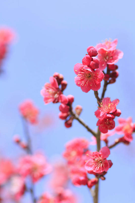 无人,竖图,室外,特写,白天,仰视,旅游,度假,美景,长野县,日本,亚洲,阴影,朦胧,模糊,盛开,光线,影子,景观,花蕾,娱乐,花,花瓣,花朵,鲜花,红色,阳光,自然,花苞,花蕊,享受,休闲,李子树,景色,放松,自然风光,东亚,本州,本州岛,日本国,中部地方,长野,彩图,低角度拍摄