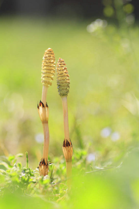 无人,竖图,俯视,室外,特写,白天,旅游,度假,草地,草坪,美景,植物,长野县,日本,亚洲,阴影,朦胧,模糊,光线,影子,景观,娱乐,草,树,树木,两个,绿色,阳光,自然,享受,休闲,景色,放松,生长,成长,自然风光,东亚,本州,本州岛,日本国,中部地方,长野,问荆,接续草,公母草,搂接草,空心草,马蜂草,猪鬃草,黄蚂草,节节草,接骨草,彩图,高角度拍摄