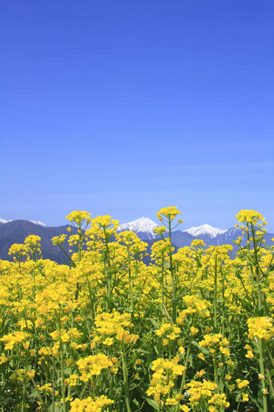 无人,竖图,室外,白天,正面,旅游,度假,草地,草坪,美景,山,山脉,植物,长野县,日本,亚洲,盛开,景观,山峰,云,云朵,山峦,花蕾,云彩,娱乐,草,花,花瓣,花朵,鲜花,树,树木,黄色,蓝色,绿色,白云,蓝天,天空,自然,群山,天,花苞,花蕊,油菜花,享受,休闲,景色,放松,生长,成长,自然风光,东亚,本州,本州岛,日本国,中部地方,长野,彩图,芸苔,芸薹