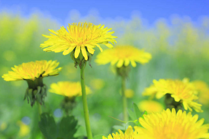 无人,横图,室外,特写,白天,正面,爱情,旅游,度假,草地,草坪,美景,植物,蒲公英,长野县,日本,亚洲,许多,阴影,朦胧,模糊,盛开,光线,影子,景观,花蕾,娱乐,草,花,花瓣,花朵,鲜花,黄色,绿色,阳光,自然,花苞,花蕊,享受,休闲,景色,放松,自然风光,东亚,本州,本州岛,日本国,中部地方,长野,开朗,蒲公草,尿床草,彩图