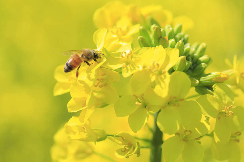 无人,横图,室外,特写,白天,正面,旅游,度假,草地,草坪,美景,植物,蜜蜂,长野县,日本,亚洲,许多,阴影,朦胧,模糊,盛开,飞行,光线,昆虫,影子,景观,花蕾,娱乐,草,花,花瓣,花朵,鲜花,一只,黄色,绿色,阳光,自然,动物,花苞,花蕊,油菜花,享受,休闲,景色,放松,自然风光,采蜜,益虫,东亚,本州,本州岛,日本国,中部地方,长野,彩图,芸苔,芸薹