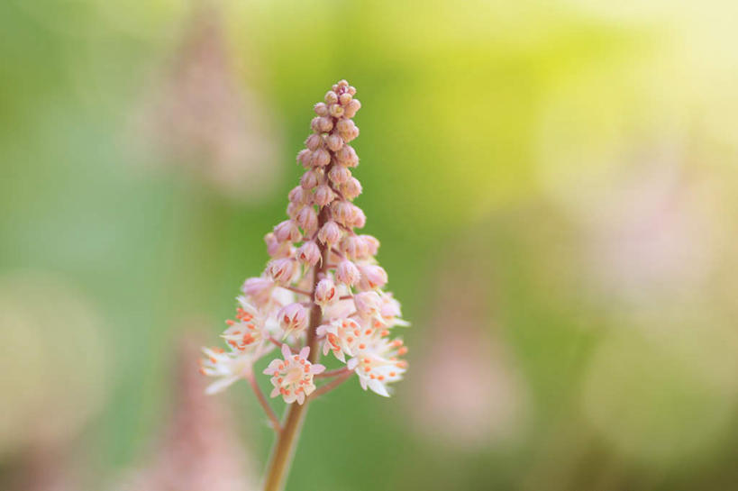 无人,横图,室外,特写,白天,正面,旅游,度假,草地,草坪,美景,植物,长野县,日本,亚洲,阴影,朦胧,模糊,盛开,光线,影子,景观,花蕾,娱乐,草,花,花瓣,花朵,鲜花,一朵,绿色,白色,阳光,自然,花苞,花蕊,享受,休闲,景色,放松,自然风光,东亚,本州,本州岛,日本国,中部地方,长野,彩图