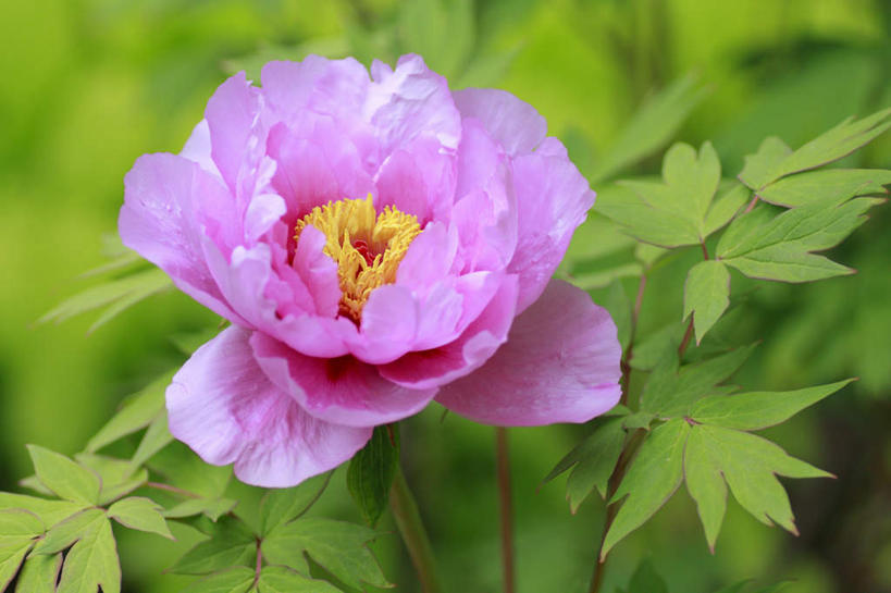 无人,横图,俯视,室外,特写,白天,旅游,度假,草地,草坪,美景,植物,牡丹花,长野县,日本,亚洲,阴影,朦胧,模糊,盛开,光线,影子,景观,花蕾,娱乐,草,花,花瓣,花朵,鲜花,一朵,粉色,绿色,阳光,自然,花苞,花蕊,享受,休闲,景色,放松,富贵,自然风光,东亚,本州,本州岛,日本国,中部地方,长野,鼠姑,鹿韭,白茸,百雨金,浓情,圆满,富贵花,洛阳花,牡丹,木芍药,芍药,彩图,高角度拍摄