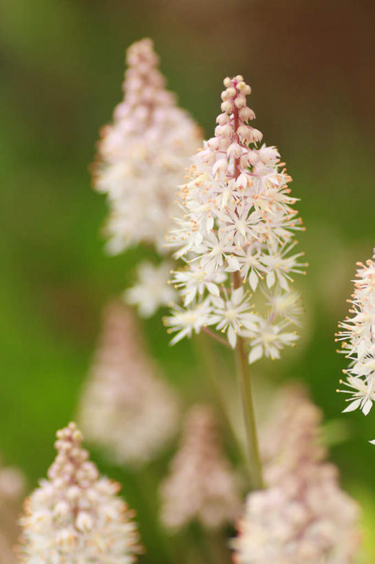 无人,竖图,室外,特写,白天,正面,旅游,度假,草地,草坪,美景,植物,长野县,日本,亚洲,许多,阴影,朦胧,模糊,盛开,光线,影子,景观,花蕾,娱乐,草,花,花瓣,花朵,鲜花,绿色,白色,阳光,自然,花苞,花蕊,享受,休闲,景色,放松,自然风光,东亚,本州,本州岛,日本国,中部地方,长野,彩图